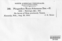Phragmidium rosae-arkansanae image